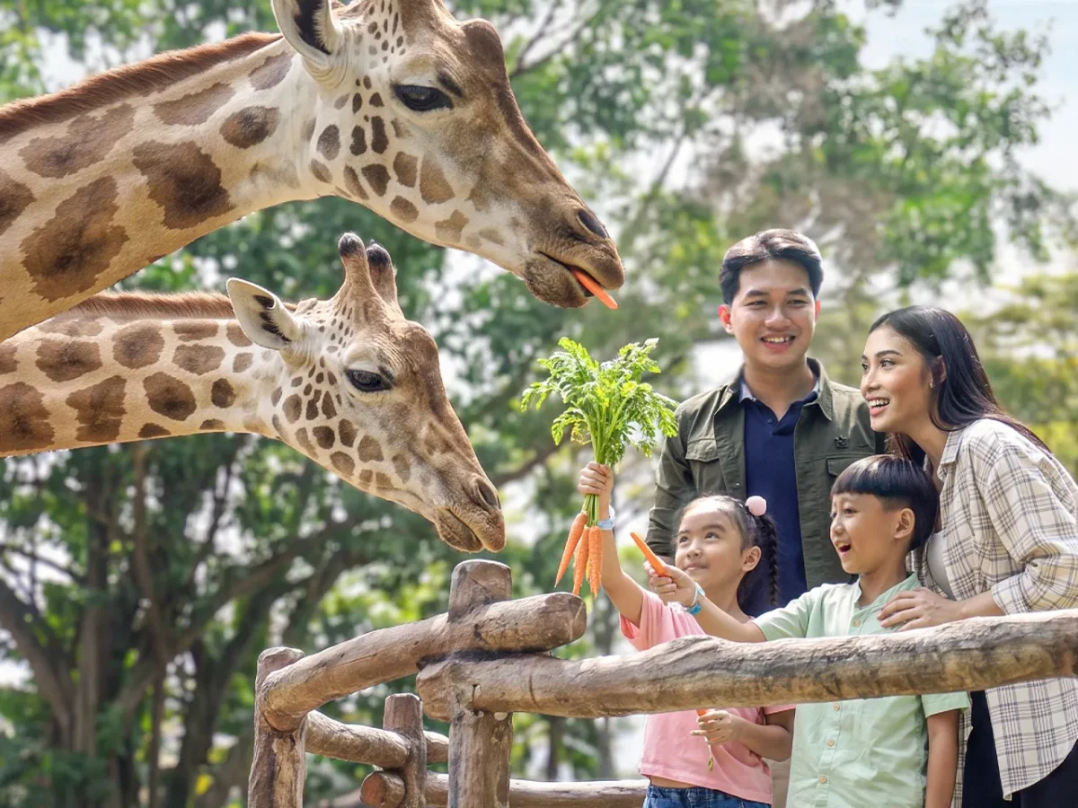 Giraffe Feeding - Experiences