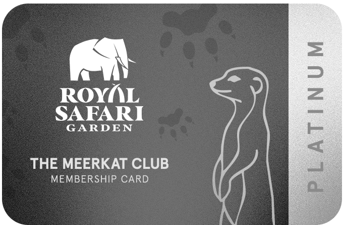 Royal Safari Garden - Card Platinum
