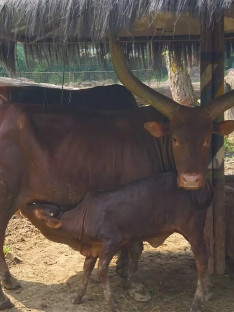 Royal Safari Garden - Conservations